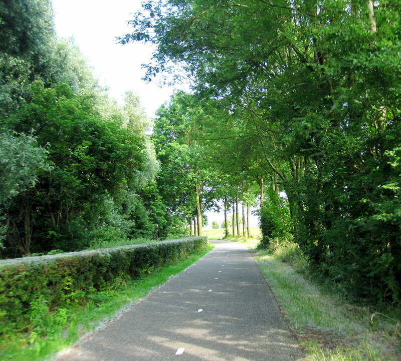 Paved Path Through Trees