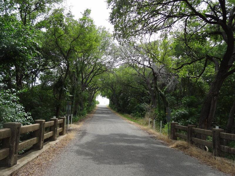 Paved Path under Trees