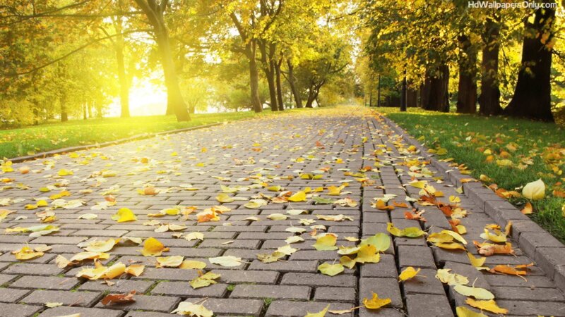 Paved Path with Autumn Leaves — Yellow, Serene, Photograph