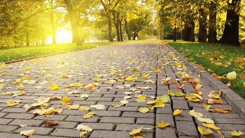 Paved Path with Autumn Leaves — Yellow, Serene, Photograph, Trees, Grass, Sunlight, Green, Gray