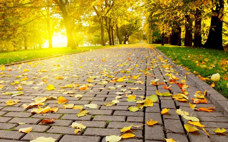 Paved Path with Autumn Leaves — Yellow, Serene, Photograph, Trees