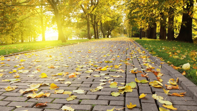 Paved Path with Autumn Leaves — Yellow