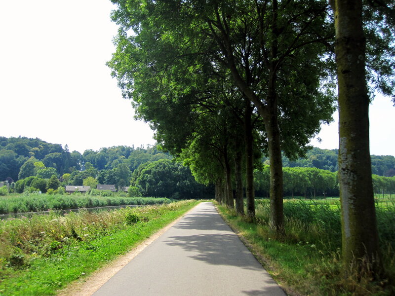 Paved Path with Trees