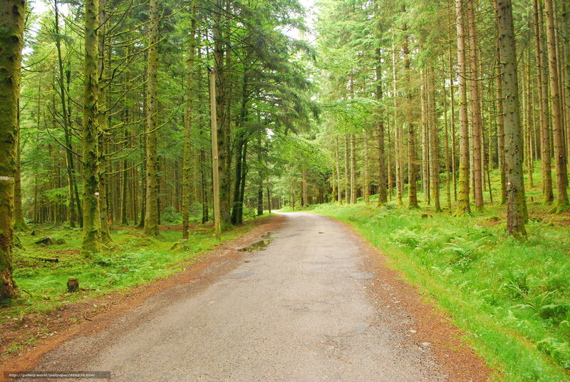Paved Road in Forest — Green, Serene