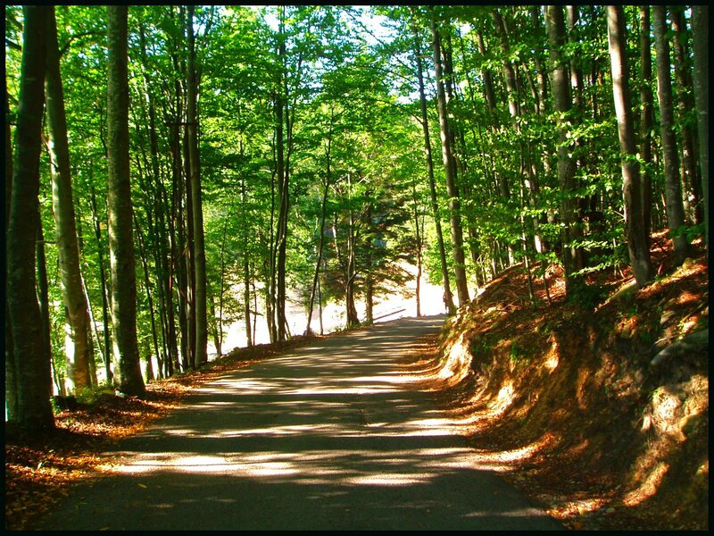 Paved Road in Forest — Green