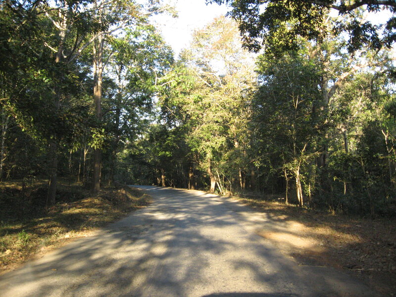 Paved Road in Forest