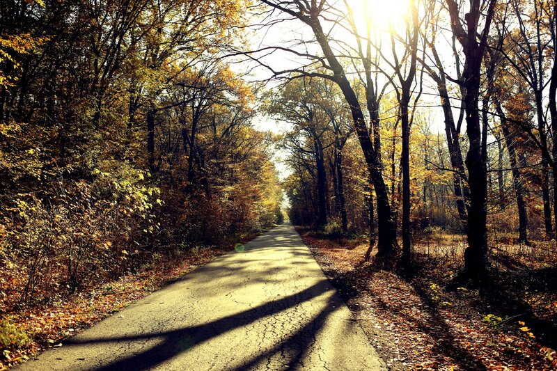 Paved Road in Forest — Yellow, Serene, Autumn