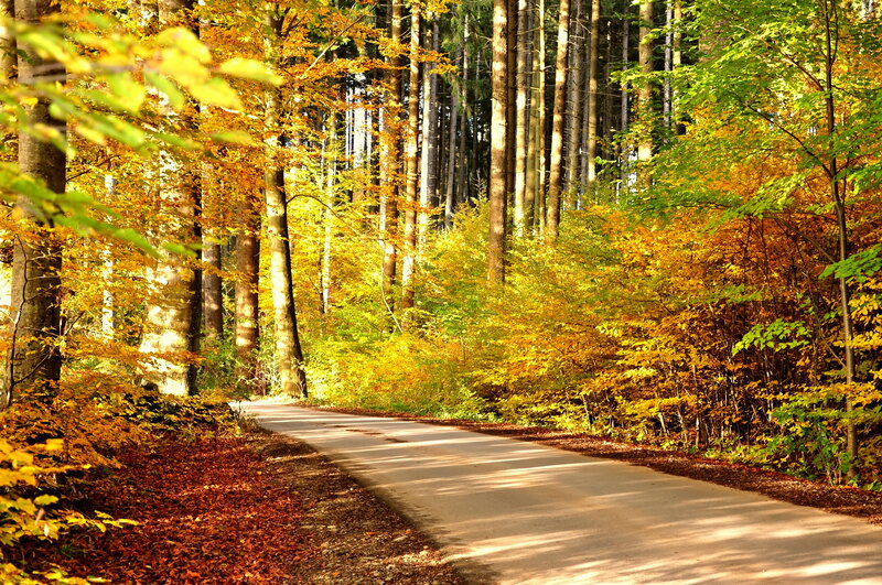 Paved Road in Forest — Yellow, Serene
