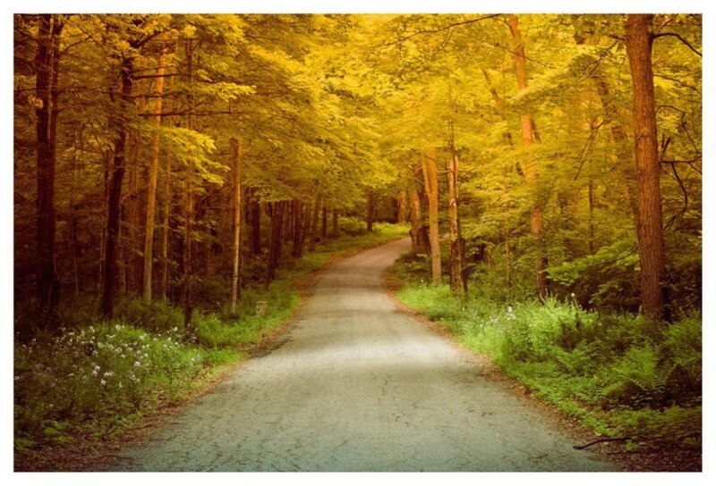 Paved Road in Forest — Yellow