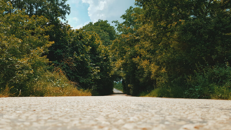 Paved Road Through Trees