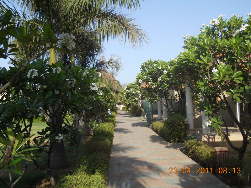Paved Walkway with Trees