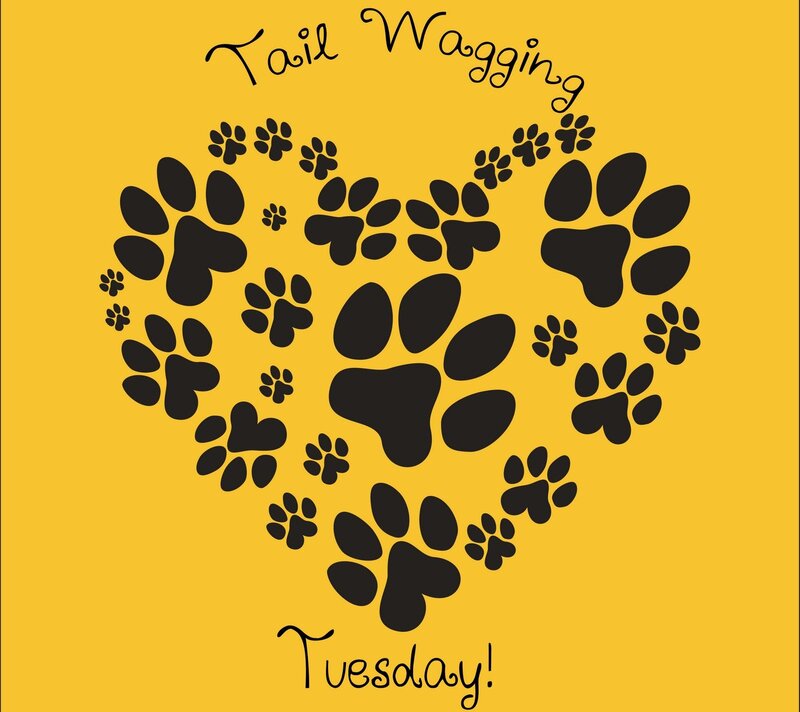 Paw Prints Heart