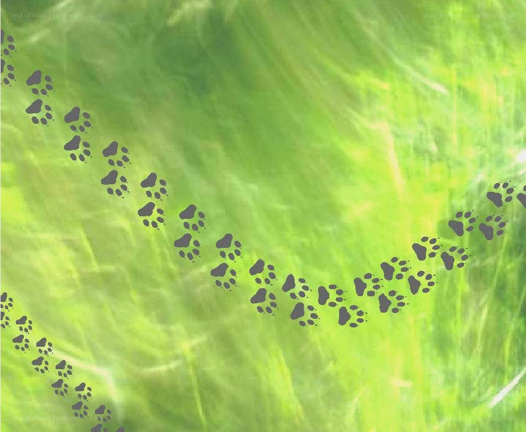 paw prints in green grass