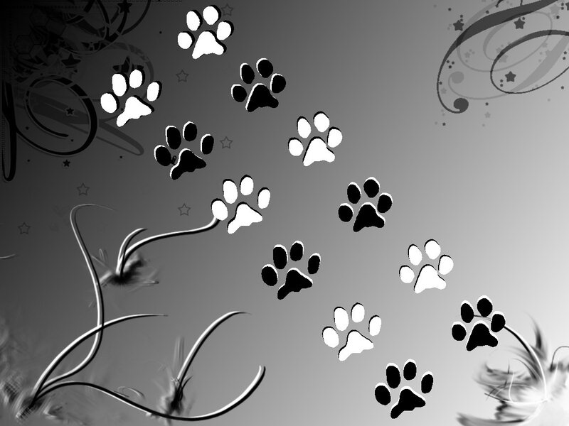 paw prints on gray background