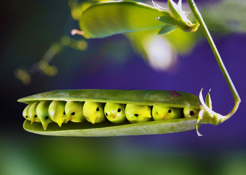 Pea Pod with Chicks