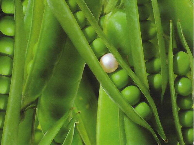 pea pods with a pearl
