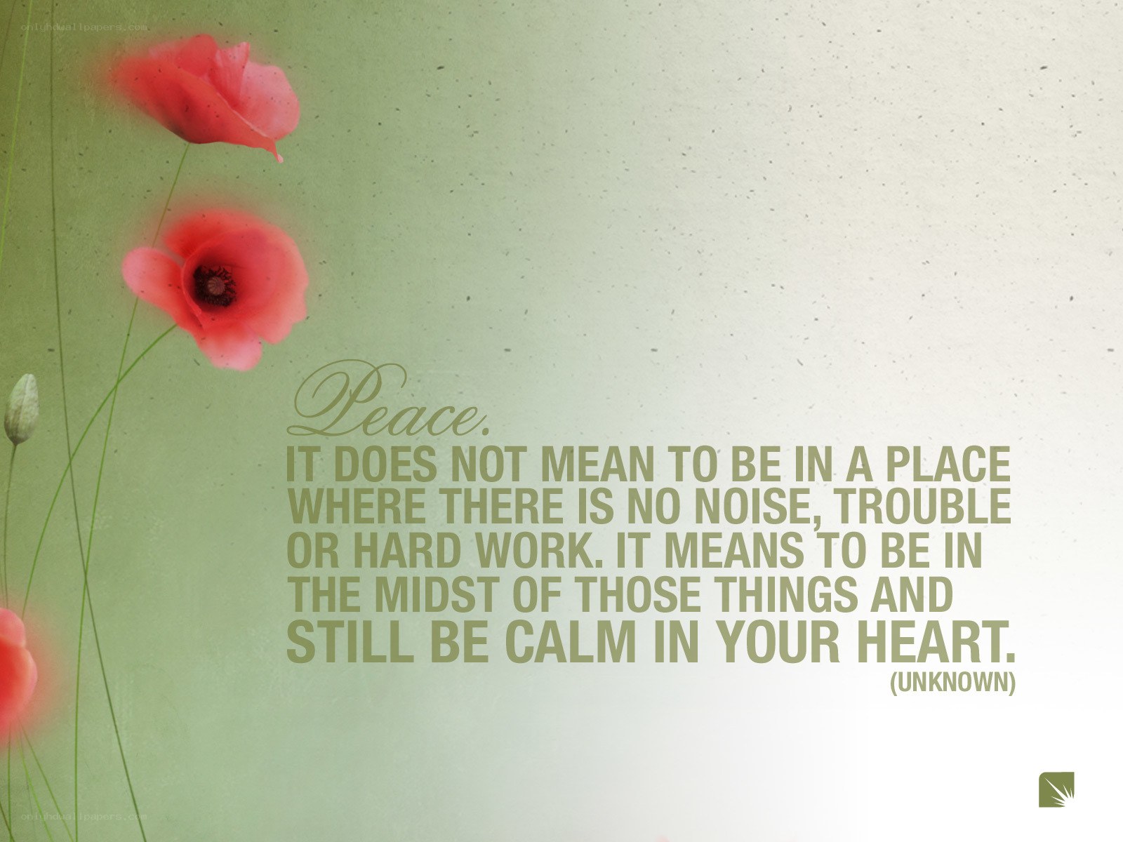 Peace quote with poppies