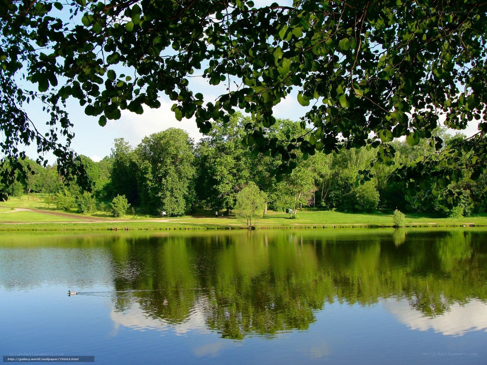 Peaceful lake in a green park