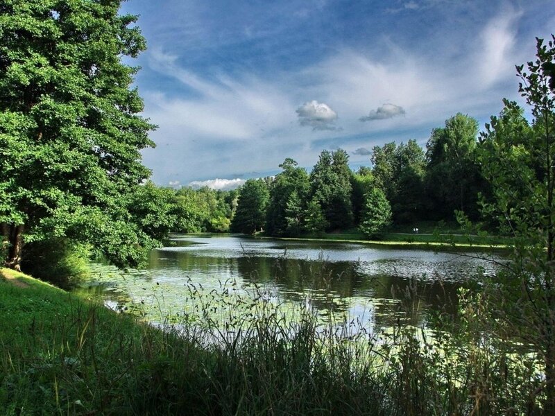 Peaceful lake in a lush forest