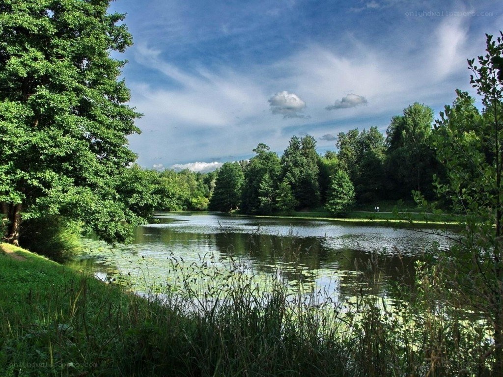Peaceful lake in a lush forest