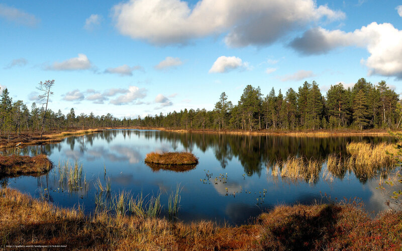 Peaceful lake in forest landscape