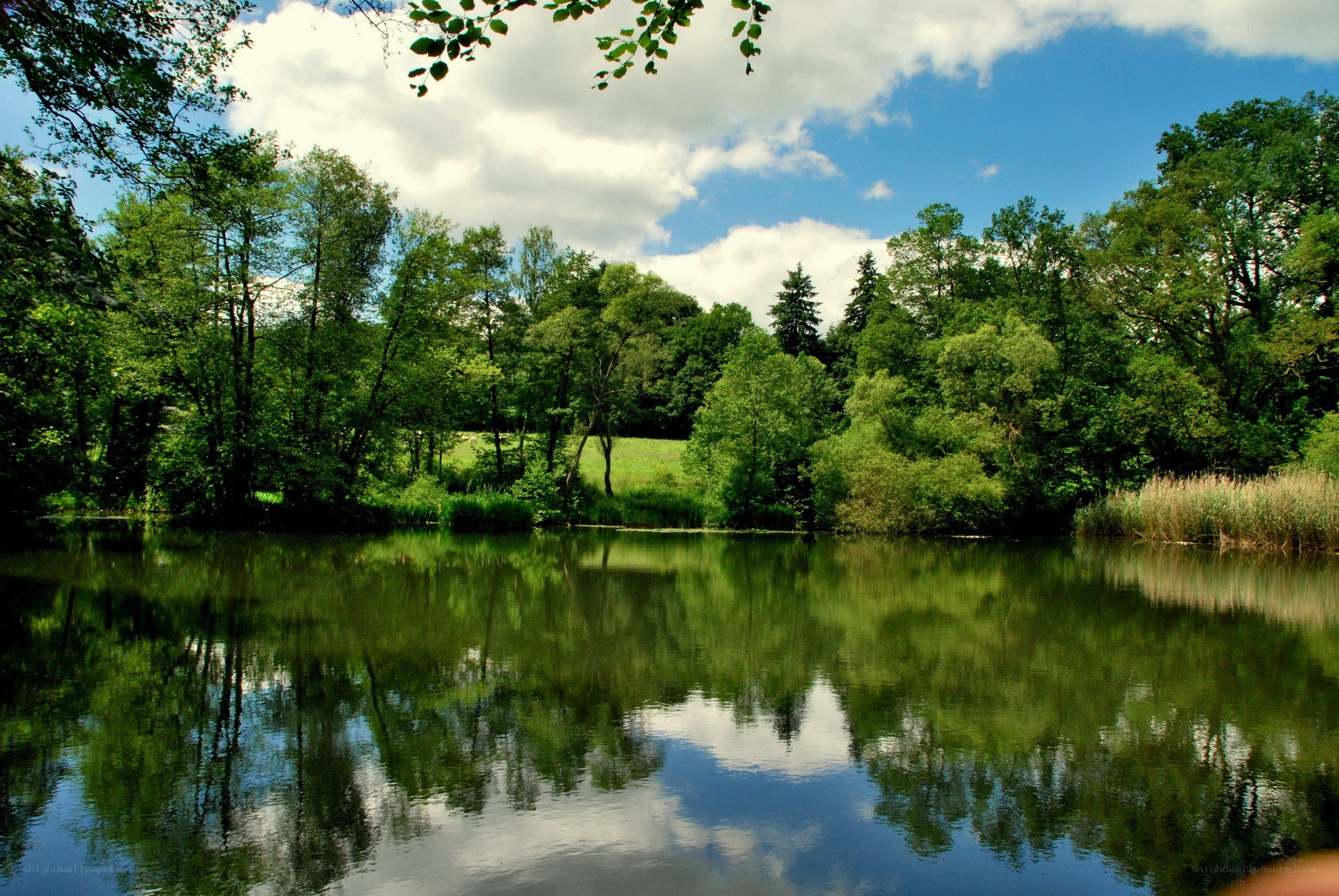 Peaceful lake surrounded by trees