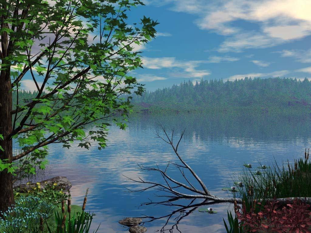 Peaceful lake with forest view
