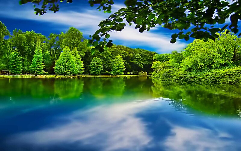 Peaceful lake with green trees