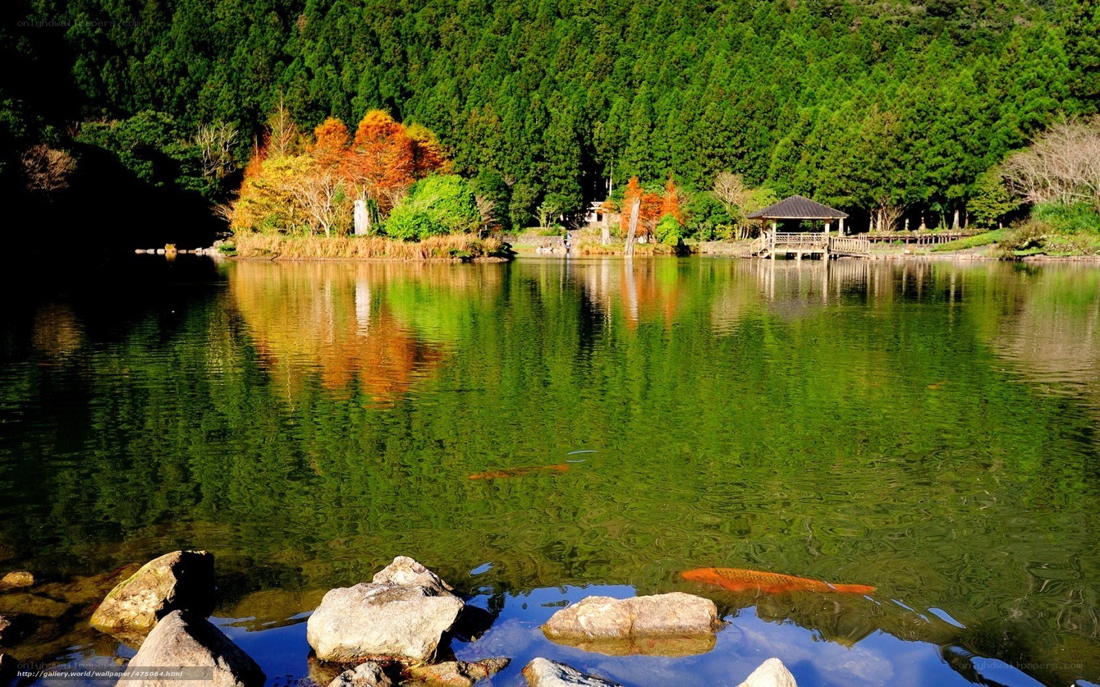 Peaceful lake with koi fish