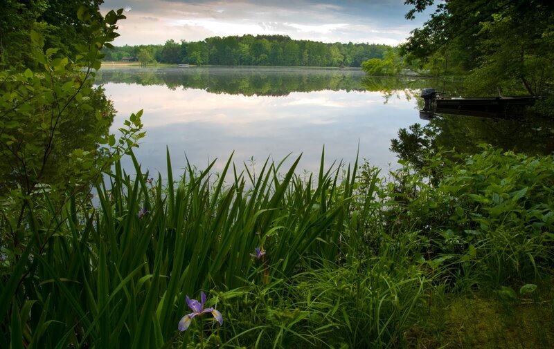 Peaceful lake with purple flowers