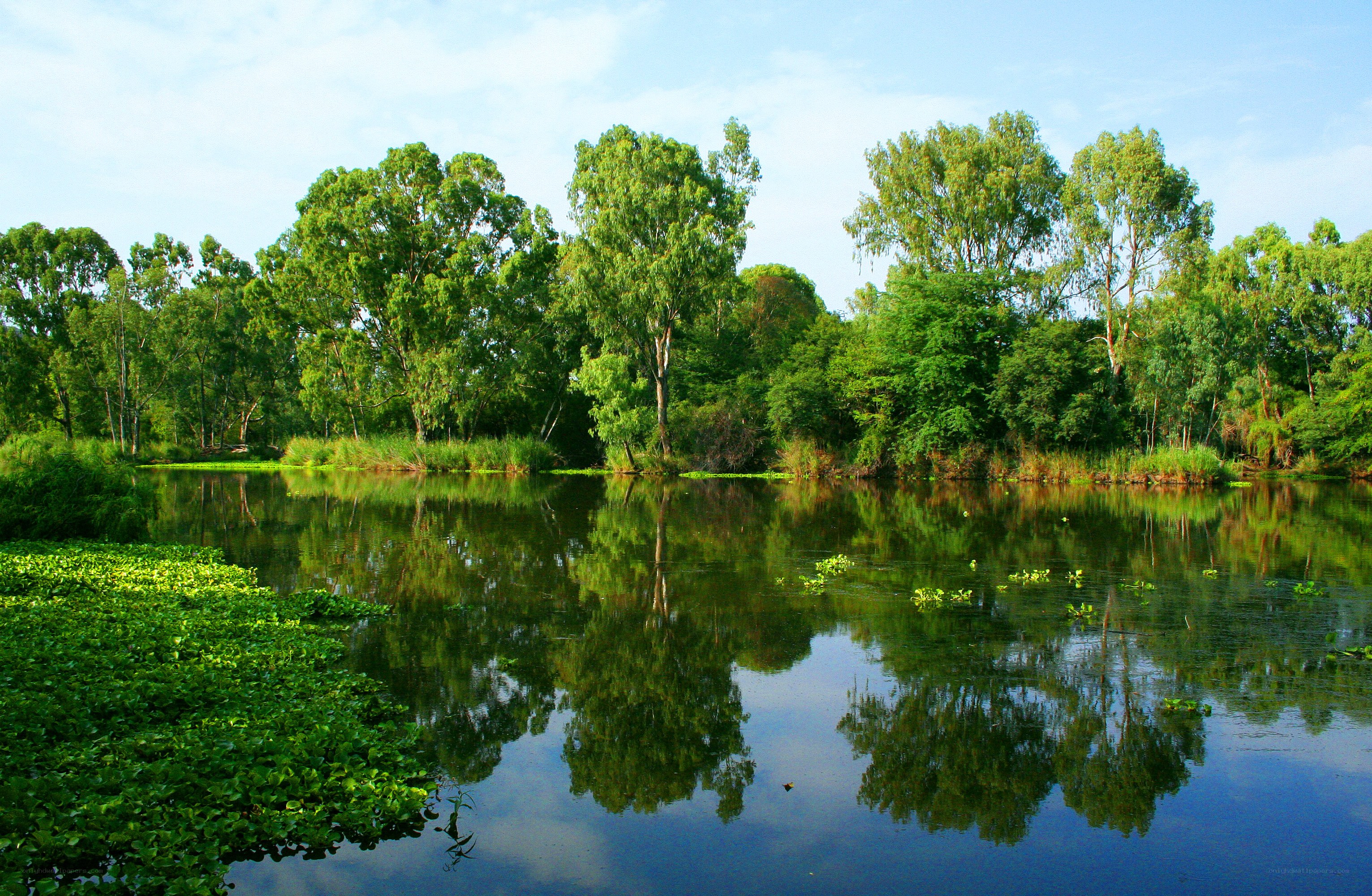 Peaceful lake with tree reflections