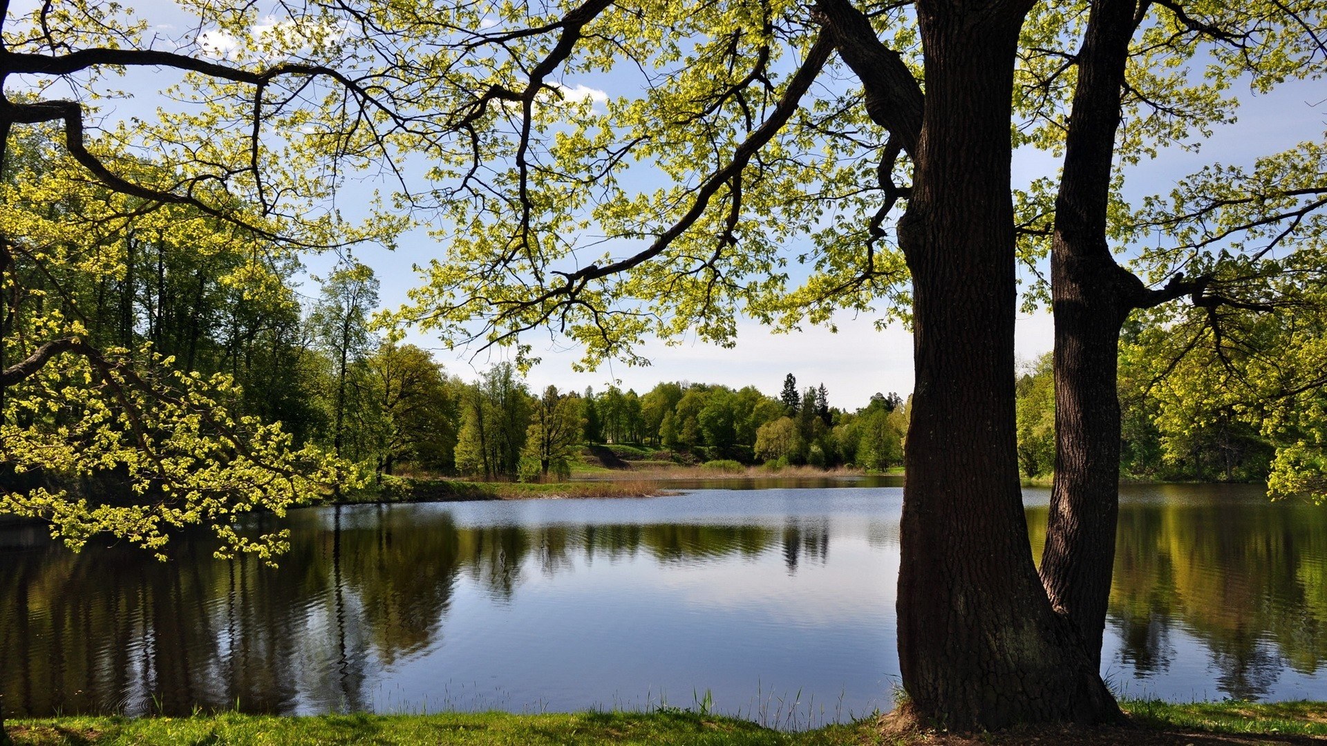 Peaceful lake with trees