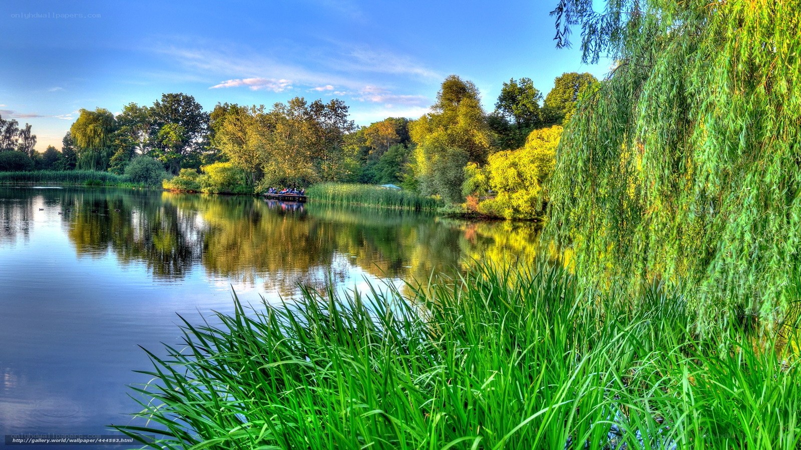 Peaceful lake with weeping willow