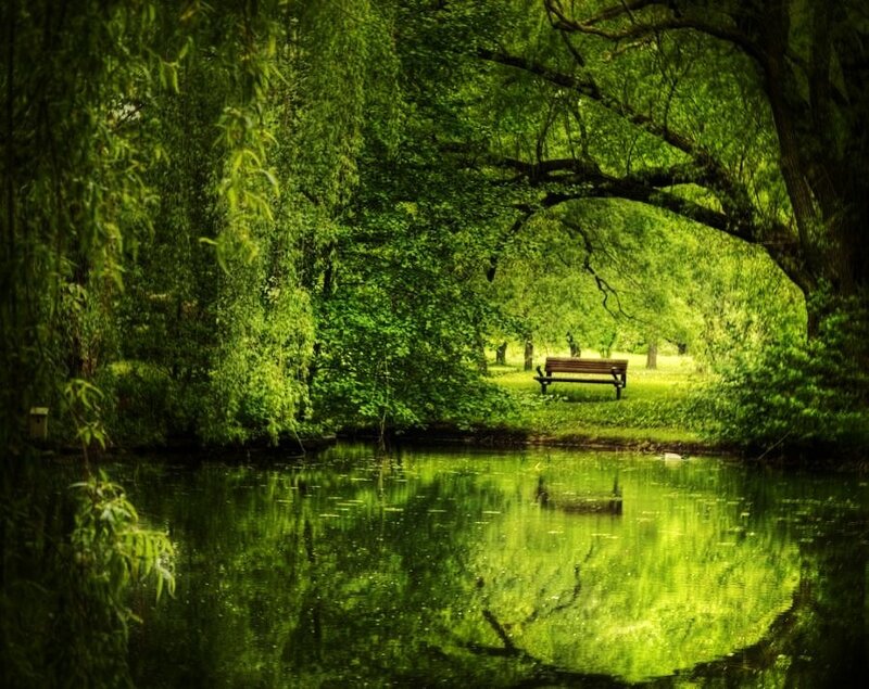 Peaceful park bench by pond
