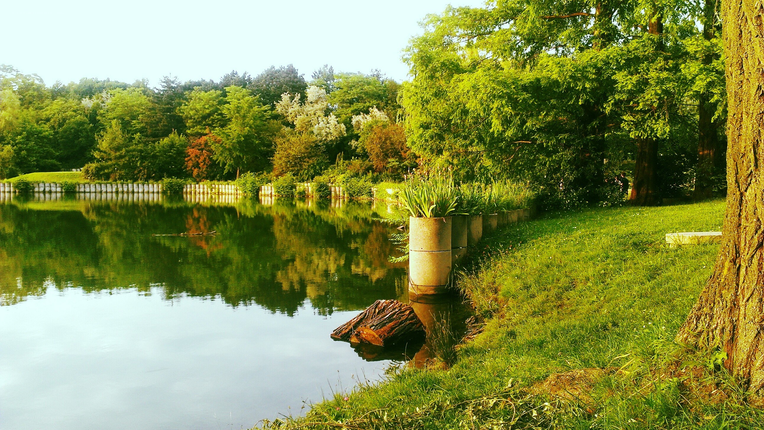 Peaceful park lake scene