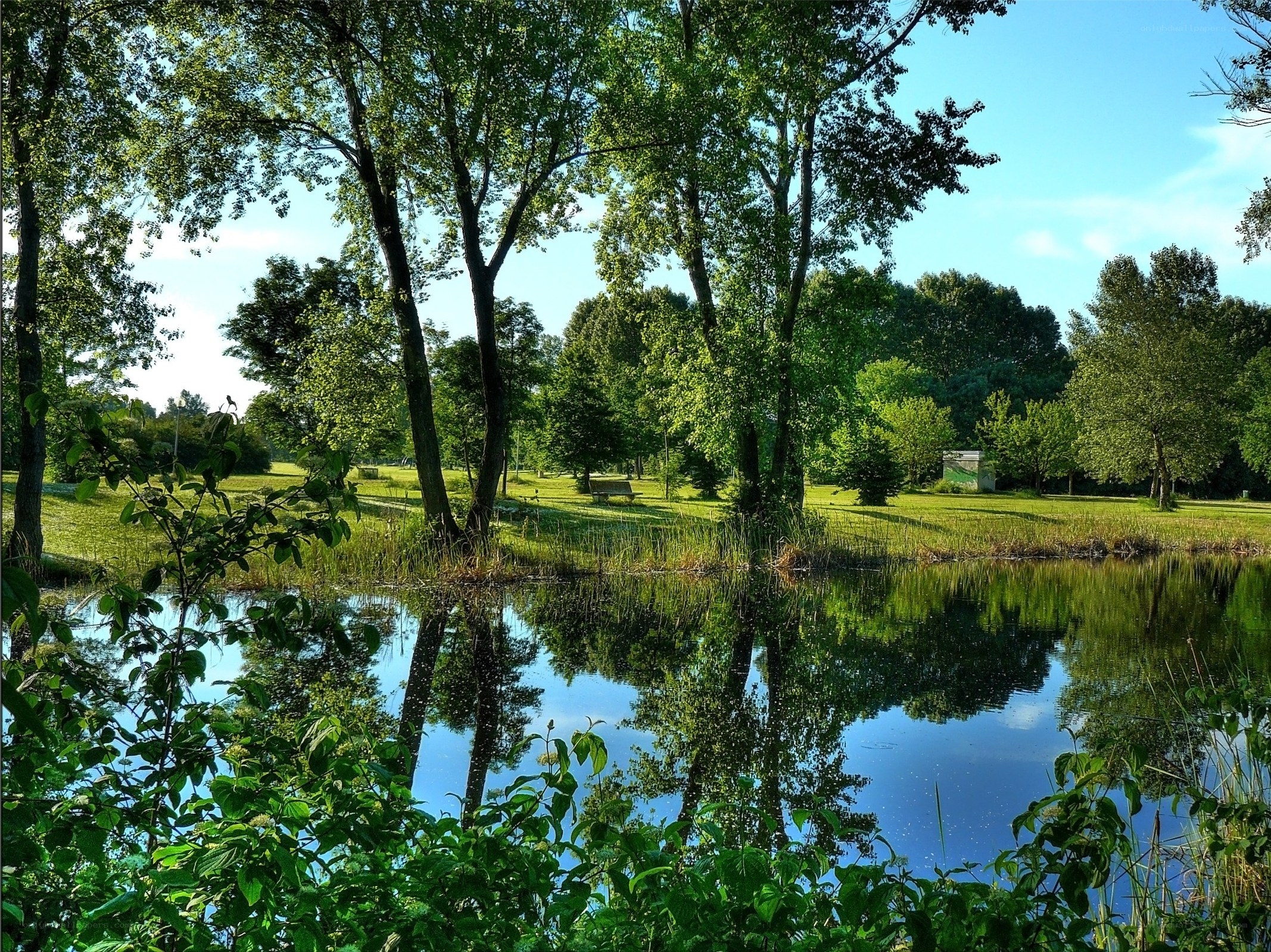 Peaceful park pond scene