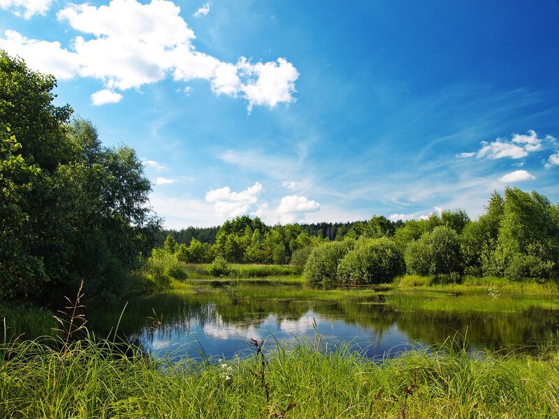 Peaceful pond in a forest
