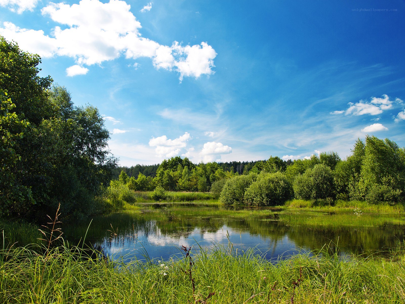 Peaceful pond in a forest