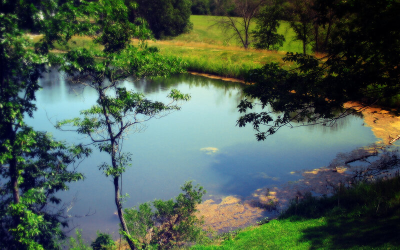 Peaceful pond in a green landscape