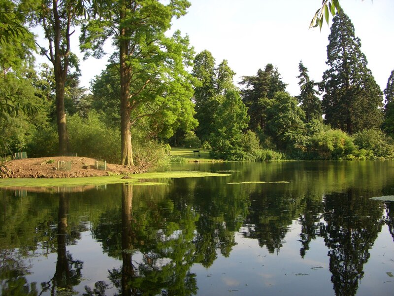 Peaceful pond in a lush park
