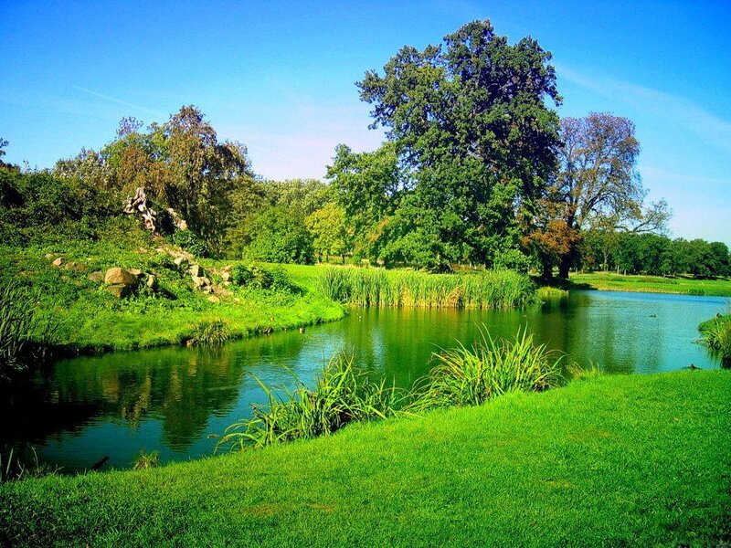 Peaceful pond in a lush park