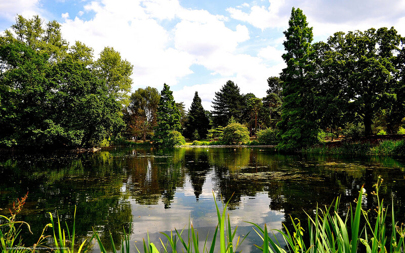 Peaceful pond in a lush park