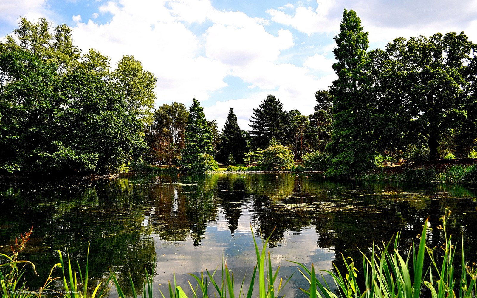 Peaceful pond in a lush park