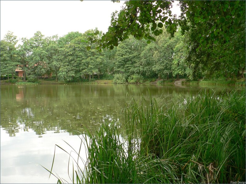 Peaceful pond in a wooded park