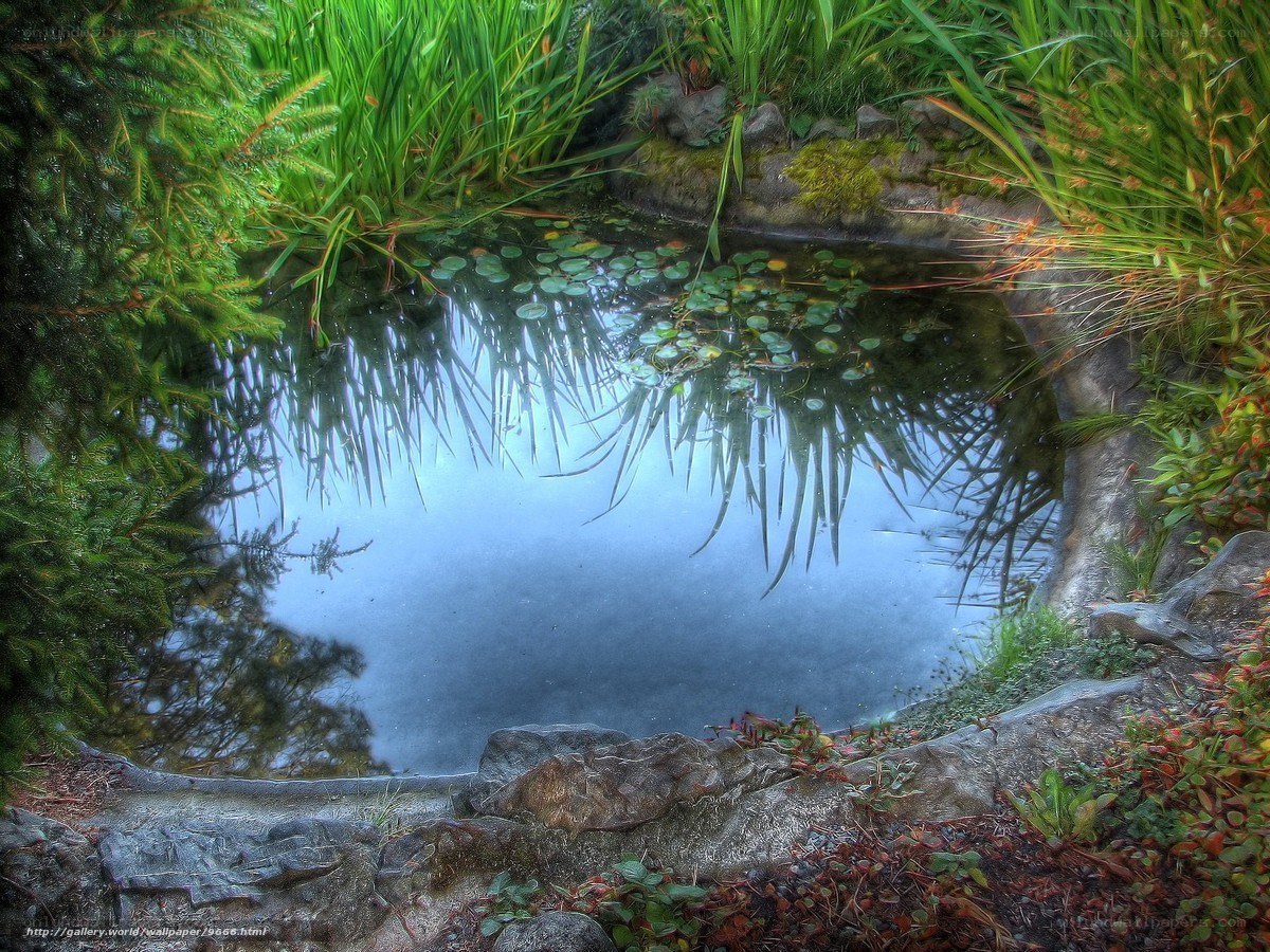 Peaceful pond with lily pads