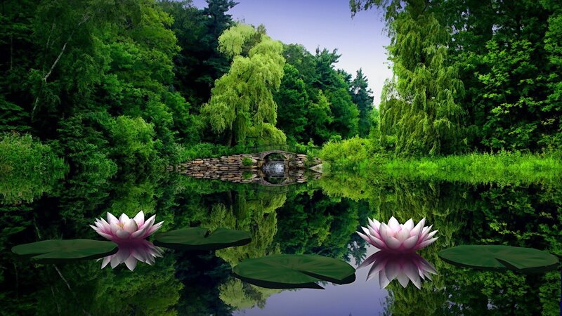 Peaceful pond with lotus flowers