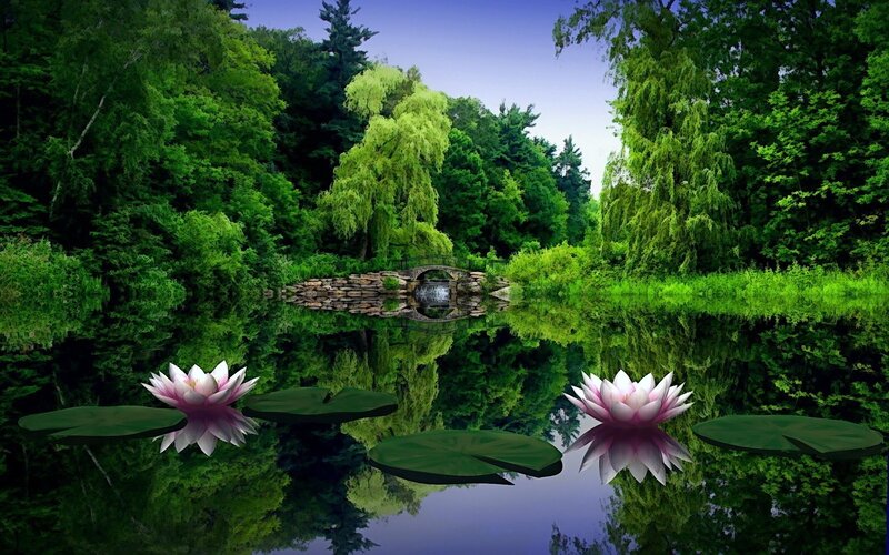 Peaceful pond with lotus flowers