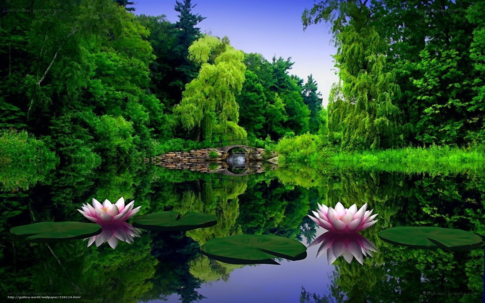 Peaceful pond with lotus flowers
