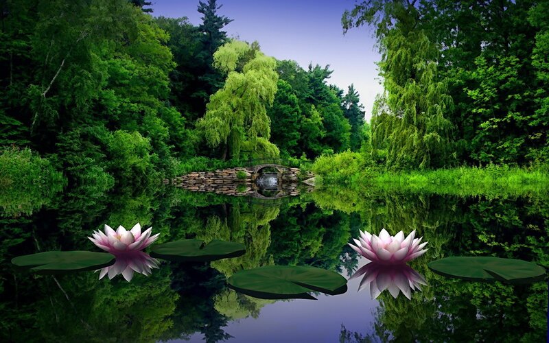 Peaceful pond with lotus flowers