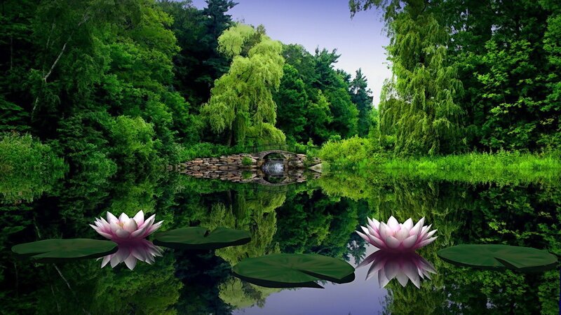 Peaceful pond with lotus flowers